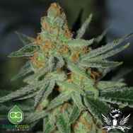 AlphaKronik Genes Seeds Superbomb